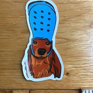 Adorable dog with Crock shoe on head as a hat blue footwear golden retriever